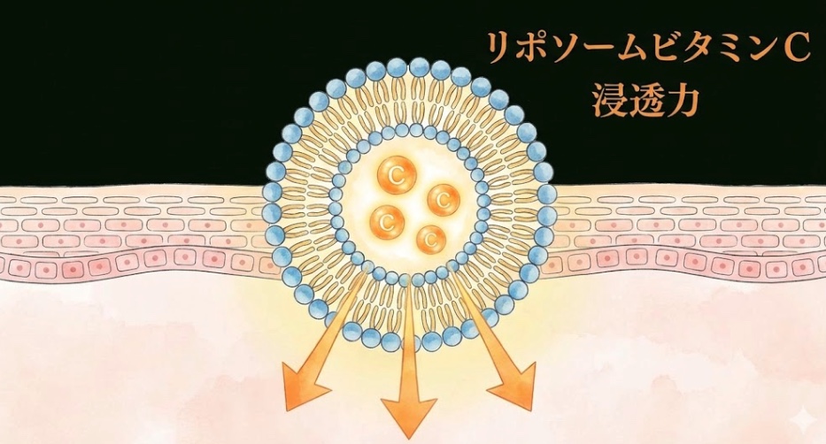 リポソーム化したビタミンCの構造イメージ